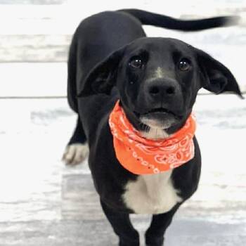 Labradoodle Dogs Available for Adoption in Brookshire, Texas - Fred - Local April 24-26 | PetCurious