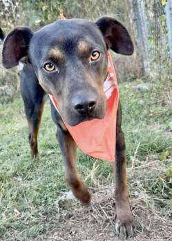 Rescue Labrador Retriever Dogs for Adoption in Manchester, Connecticut - Diesel | PetCurious