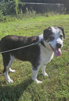 Rocky -  Hound Dog for Adoption in Salem, New Hampshire - Rocky | PetCurious