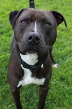 Pit Bull Terrier Dogs Available for Adoption - Buddy 51516 | PetCurious