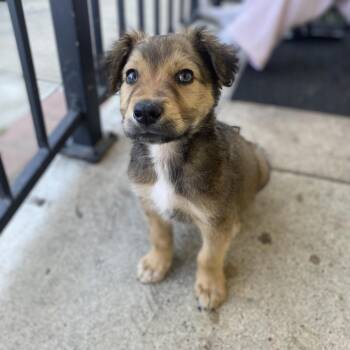 Shepherd and Terrier Dogs Available for Adoption - Cooper | PetCurious