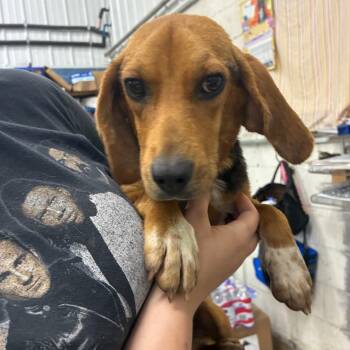 Calli Jo -  Beagle Dog for Adoption in Corbin, Kentucky - Calli Jo | PetCurious