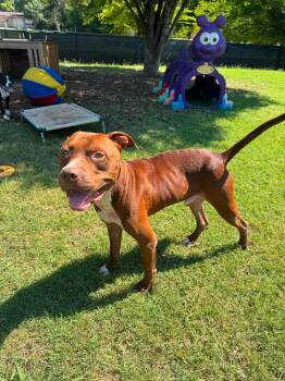 Kobe -  Mixed Breed Dog for Adoption in Huntsville, Alabama - Kobe | PetCurious