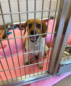 Beagle Dogs Available for Adoption in Christiansburg, Virginia - Laylee | PetCurious