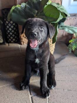 KODIAK -  Black Labrador Retriever Dog for Adoption in Los Angeles, California - KODIAK | PetCurious