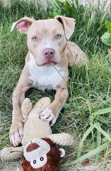 Honey Bunnie -  Pit Bull Terrier Dog for Adoption in Cool, California - Honey Bunnie | PetCurious