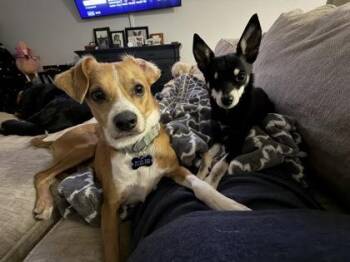 Lucero -  Chihuahua and Mixed Breed Dog for Adoption in Fort Worth, Texas - Lucero | PetCurious