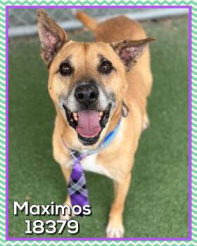 Shepherd and Carolina Dog Dogs Available for Adoption in Marietta, Georgia - MAXIMOS | PetCurious