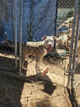 Clyde -  Pit Bull Terrier Dog for Adoption in Durango, Colorado - Clyde | PetCurious