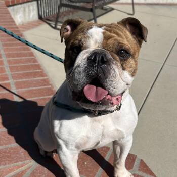 Atlas -  English Bulldog Dog for Adoption in Goleta, California - Atlas | PetCurious