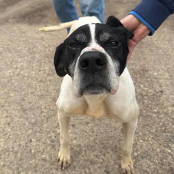 German Shorthaired Pointer Dogs Available for Adoption in Brainerd, Minnesota - Walter | PetCurious