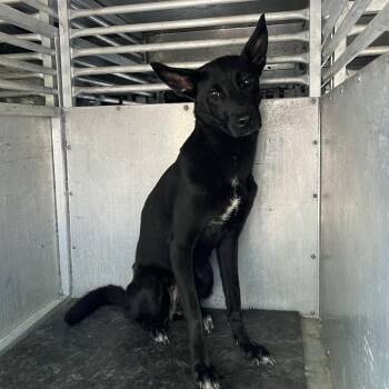 Black Cat -  Labrador Retriever and Mixed Breed Dog for Adoption in Edinburg, Texas - Black Cat | PetCurious