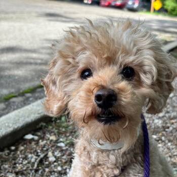 Marley -  Poodle Dog for Adoption in Birmingham, Alabama - Marley | PetCurious