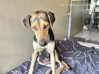 Rescue Catahoula Leopard Dog and Treeing Walker Coonhound Dogs for Adoption in Ocala, Florida - DUTCHESS | PetCurious