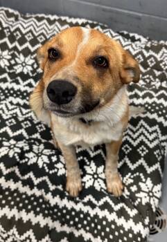Rescue Australian Cattle Dog Blue Heeler and Shepherd Dogs for Adoption in Winnipeg, Manitoba - Reno | PetCurious