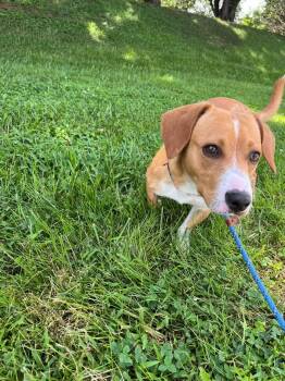 Ozzy -  Beagle Dog for Adoption in Front Royal, Virginia - Ozzy | PetCurious