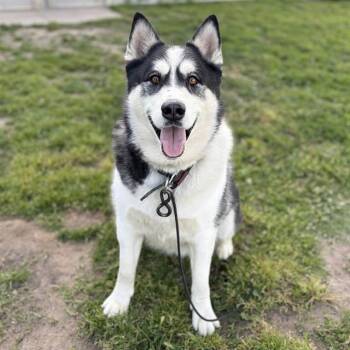 Siberian Husky Dogs Available for Adoption in Modesto, California - MAXX | PetCurious