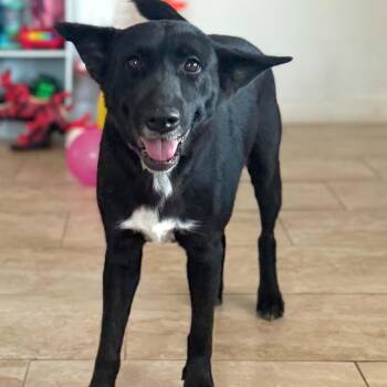 Nala -  Shepherd and Black Labrador Retriever Dog for Adoption in Martinez, California - Nala | PetCurious