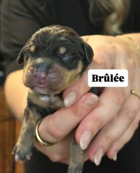 Rescue Mixed Breed Dogs for Adoption in New York, New York - Brulee | PetCurious