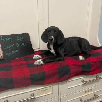 Roman -  Coonhound and Mixed Breed Dog for Adoption in Walworth, New York - Roman | PetCurious
