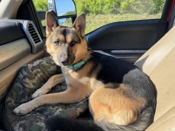 Cosmo -  German Shepherd Dog Dog for Adoption - Cosmo | PetCurious