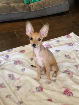 Adorable Amelia -  Chihuahua Dog for Adoption in Friendswood, Texas - Adorable Amelia | PetCurious