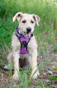 Alissa -  Wirehaired Terrier and Labrador Retriever Dog for Adoption in Savage, Minnesota - Alissa | PetCurious