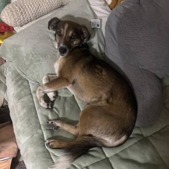 Roxy - Butler Campus! -  Collie and Beagle Dog for Adoption in Flagstaff, Arizona - Roxy - Butler Campus! | PetCurious