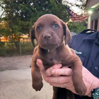 Mixed Breed Dogs Available for Adoption in Myrtle Beach, South Carolina - Brulee | PetCurious