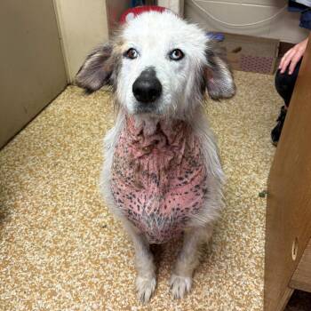 DJ -  Australian Shepherd Dog for Adoption in Chehalis, Washington - DJ | PetCurious