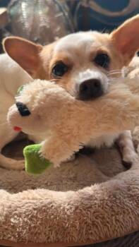 Rocky -  Chihuahua and Jack Russell Terrier Dog for Adoption in San Francisco, California - Rocky | PetCurious