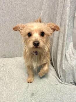 Roma -  Wirehaired Terrier and Chihuahua Dog for Adoption in Walker, Louisiana - Roma | PetCurious