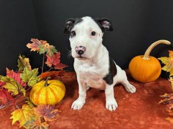 Rescue Border Collie and Mixed Breed Dogs for Adoption in Hawk Point, Missouri - Mindy | PetCurious