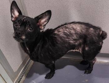 Chihuahua Dogs Available for Adoption in Walnutport, Pennsylvania - Radar | PetCurious