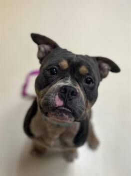 SNOOP DOG -  Pit Bull Terrier and Mixed Breed Dog for Adoption in Aliquippa, Pennsylvania - SNOOP DOG | PetCurious