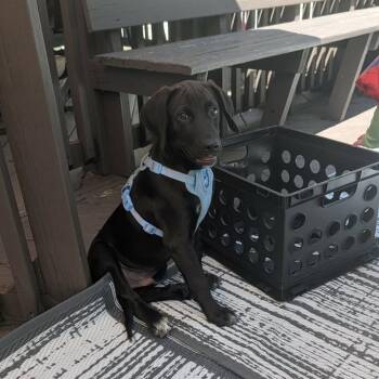 Atlas -  Coonhound and Mixed Breed Dog for Adoption in Walworth, New York - Atlas | PetCurious