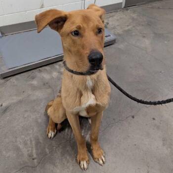Foxhound and Golden Retriever Dogs Available for Adoption in Apache Junction, Arizona - Bisque | PetCurious
