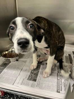 Mixed Breed Dogs Available for Adoption - Chai | PetCurious