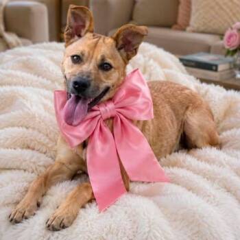 Mitzy -  Mixed Breed Dog for Adoption in Crosby, Texas - Mitzy | PetCurious