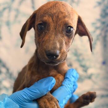 El Camino -  Hound and Labrador Retriever Dog for Adoption in San Antonio, Texas - El Camino | PetCurious