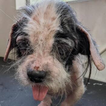 Eernie "Overalls" -  Shih Tzu and Mixed Breed Dog for Adoption in Houston, Texas - Eernie "Overalls" | PetCurious