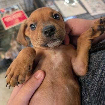 Mixed Breed Dogs Available for Adoption in Leander, Texas - Caduceus | PetCurious