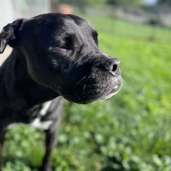 American Staffordshire Terrier Dogs Available for Adoption in Turlock, California - Ivy Rose | PetCurious