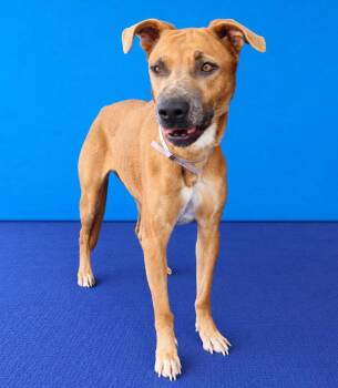 TYRA -  Boxer Dog for Adoption in Pasadena, California - TYRA | PetCurious