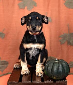 835-26 -  Australian Cattle Dog Blue Heeler Dog for Adoption in Brighton, Colorado - 835-26 | PetCurious