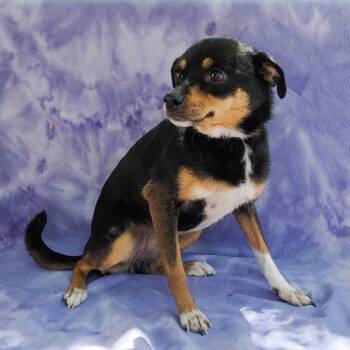 Chihuahua and Mixed Breed Dogs Available for Adoption in Richmond, California - MIA | PetCurious