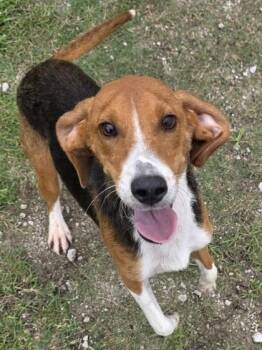 Cricket -  Hound and Mixed Breed Dog for Adoption in Conway, South Carolina - Cricket | PetCurious