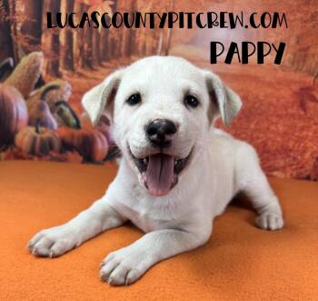 Pappy -  Husky and Labrador Retriever Dog for Adoption in Toledo, Ohio - Pappy | PetCurious