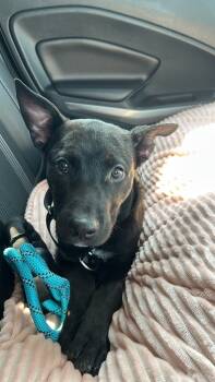 Rescue Cattle Dog and Chihuahua Dogs for Adoption in Fort Lupton, Colorado - Skeeter Jettings | PetCurious