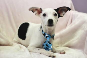 Evergreen in NH. Come Meet our Adoptable Dogs Wednesday-Saturday -  Chihuahua Dog for Adoption in Manchester, New Hampshire - Evergreen In NH. Come Meet Our Adoptable Dogs Wednesday-Saturday | PetCurious